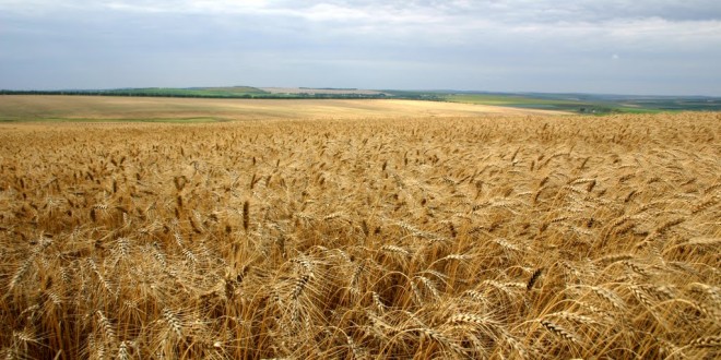 Topul celor mai mari 25 producători mondiali de grîu