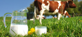 Producția de lapte pe cap de vacă în UE: Danemarca – pe primul loc, România – pe ultimul