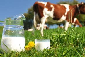 Producția de lapte pe cap de vacă în UE: Danemarca – pe primul loc, România – pe ultimul lapte-vaca