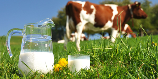 Producția de lapte pe cap de vacă în UE: Danemarca – pe primul loc, România – pe ultimul