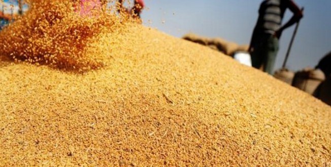 Rusia domină în continuare piața grâului din Egipt