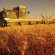 FAO: Recolta mondială de grâu din acest an va fi a doua cea mai mare din istorie