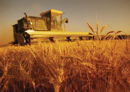FAO: Recolta mondială de grâu din acest an va fi a doua cea mai mare din istorie