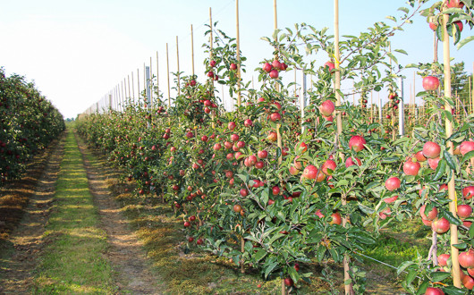 Sprijin pentru producătorii europeni de fructe