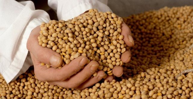 Se aşteaptă o scădere a producţiei de soia în Argentina
