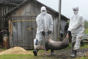 Alertă de grad zero: pesta porcină africană în România pesta-porcina-africana