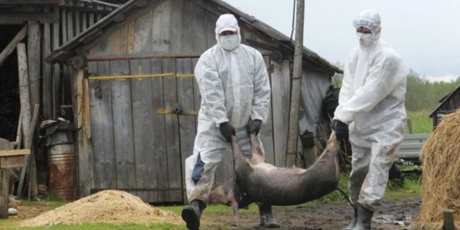 Alertă de grad zero: pesta porcină africană în România