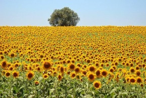 cultura-de-floarea-soarelui