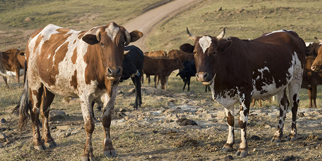 Moldova își consolidează sectorul creșterii vacilor de lapte cu suportul FAO