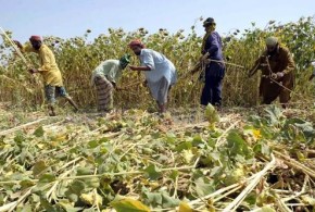 Uleiurile vegetale dau un imbold de creștere indicelui FAO pentru prețurile alimentelor fao