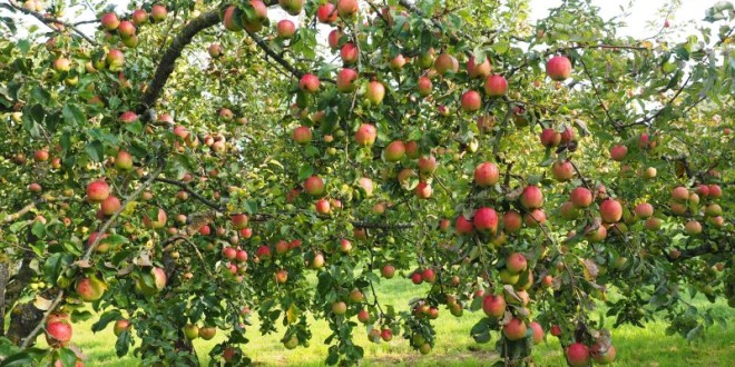 Ministerul Agriculturii din Rusia a propus reducerea TVA la fructe