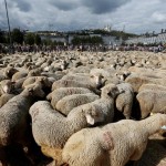 Protest cu mii de oi în centrul orașului Lyon din Franța