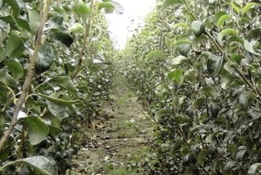 Lista companiilor care pot exporta în Rusia material săditor viticol şi pomicol