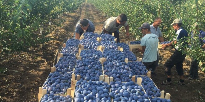 Producătorii autohtoni livrează fructe unuia din cei mai mari distribuitori cu amănuntul din România