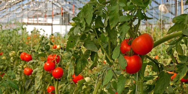 Italia este liderul european al producţiei de legume
