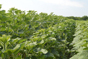 Arhitect – produsul care proiectează recolta de floarea soarelui architect1