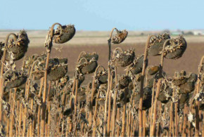 Decizie CSE: Importul de cereale și floarea-soarelui în Republica Moldova va fi supus licențierii și în următoarele 3 luni floarea-soarelui