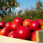 Republica Moldova – cel mai mare exportator de mere în Federaţia Rusă