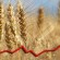 Evoluția la zi a prețurilor la cereale și oleaginoase pe piețele regionale și în Republica Moldova – 12 februarie