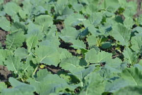 Utilizarea Caramba Turbo la rapiţă – momente tehnologice rapita2