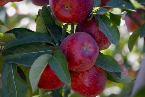 În Rusia crește prețul la mere