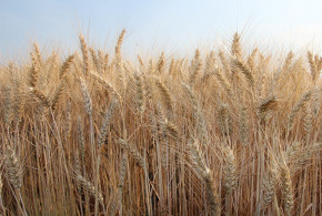 Care va fi prețul grâului în 2019? complice1