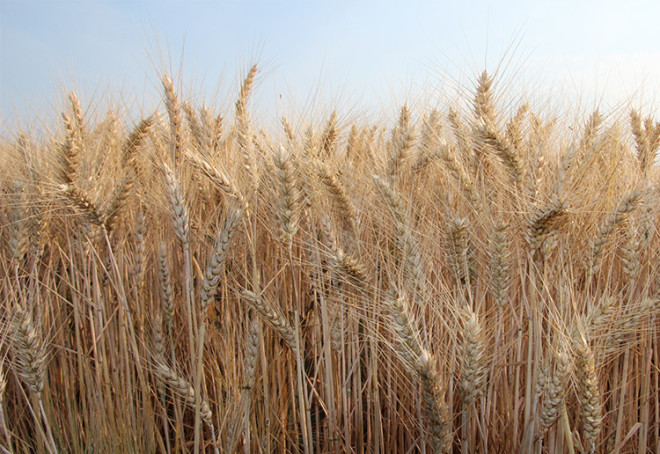 Care va fi prețul grâului în 2019? complice1