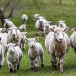România – cel mai mare exportator de ovine!