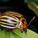 Alverde – cea mai eficientă soluție contra gândacului din Colorado