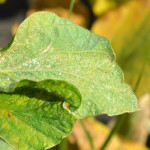 Avertizare fitosanitară de acarieni la soia – 5 august