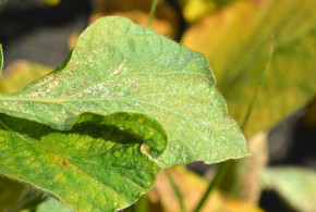 Avertizare fitosanitară de acarieni la soia – 5 august acarian1