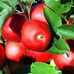 Recolta de mere în Uniunea Europeană, cu 20 la sută mai mică în 2019