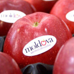Combaterea bolilor de depozit la mere