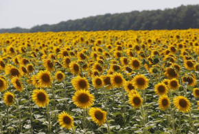 Indicele FAO pentru prețurile la alimente rămâne stabil în luna septembrie fs