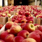 Recolta de mere –  compromisă în acest an. Cât vom recolta?