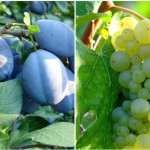 Federația Rusă a interzis importul a 39 tone de prune și struguri moldovenești