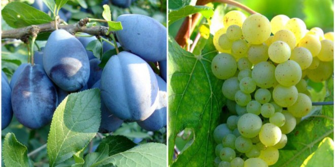 Federația Rusă a interzis importul a 39 tone de prune și struguri moldovenești