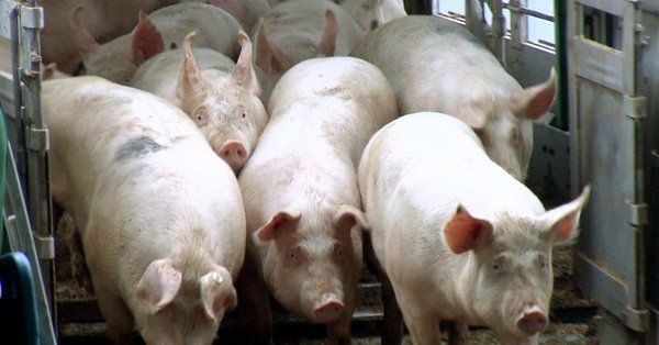 Importuri record de carne de porc în China