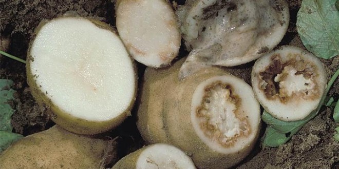 ANSA: 95% din loturile de cartofi importate – infestate cu putregaiul inelar al tuberculilor