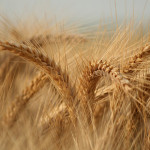 Asociația Exportatorilor și Importatorilor de Produse Agricole și Cerealiere: ”Exportul de grâu trebuie reluat cât mai rapid”