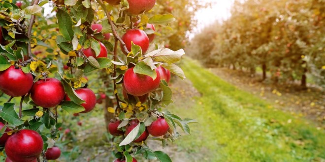 Scad suprafețele livezilor de măr și prun. Ce se plantează în loc?