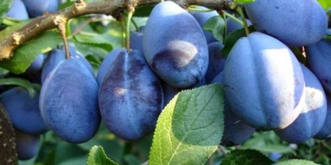 Cotele de export în UE pentru strugurii, prunele și cireșele moldovenești vor fi majorate