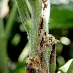Putregaiul alb - Sclerotinia sclerotiorum