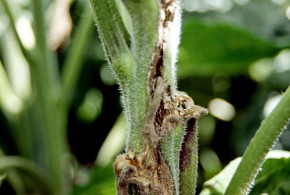 1-sclerotinia