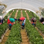 Strigăt disperat: Marea Britanie are nevoie de 90.000 de muncitori în sectorul agricol