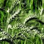 Регуляторы роста c ретардантным действием – неотъемлемый элемент интенсивной технологии выращивания зерновых культур