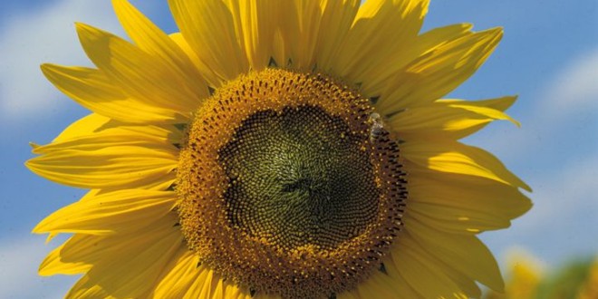 Nivel record al importurilor UE de semințe de floarea-soarelui