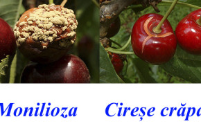 Cum să protejăm recolta de cireșe? cires-colaj1