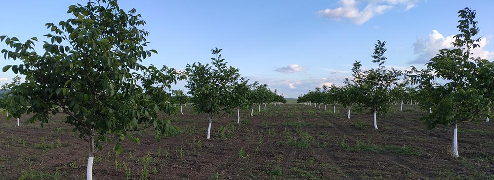 agricol-nuc-chandler-moldova-romania