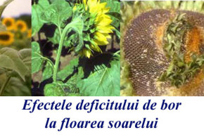 Fertilizarea foliară cu bor la floarea soarelui carenta-bor-sus3